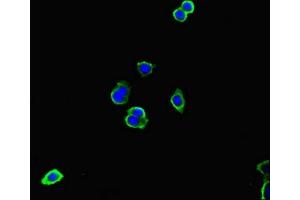 Immunofluorescent analysis of HepG2 cells using ABIN7156789 at dilution of 1:100 and Alexa Fluor 488-congugated AffiniPure Goat Anti-Rabbit IgG(H+L) (IL-13 抗体  (AA 30-125))