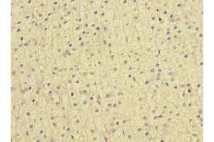 Immunohistochemistry of paraffin-embedded human adrenal gland tissue using ABIN7161622 at dilution of 1:100 (Nischarin 抗体  (AA 500-700))