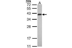WB Image Sample (30 ug of whole cell lysate) A: HeLa 10% SDS PAGE antibody diluted at 1:1000 (TPM2 抗体)