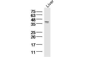 Western Blotting (WB) image for anti-Sirtuin 4 (SIRT4) (AA 51-150) antibody (ABIN872709)
