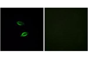 Immunofluorescence analysis of HuvEc cells, using GPR157 Antibody. (GPR157 抗体  (AA 81-130))