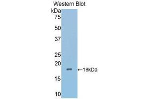 Western Blotting (WB) image for anti-Secreted Frizzled-Related Protein 4 (SFRP4) (AA 27-154) antibody (ABIN1176505) (SFRP4 抗体  (AA 27-154))