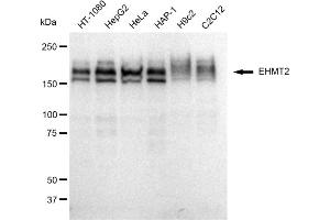 Western blotting analysis using EHMT2 antibody (ABIN7797609). (Recombinant EHMT2 抗体)