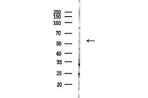 Western blot analysis of lysates from Mouse brain, using DR Antibody at 1/1000 dilution.