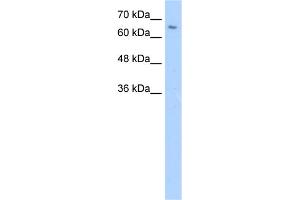 WB Suggested Anti-ZNF57 Antibody Titration:  5. (ZFP57 抗体  (N-Term))