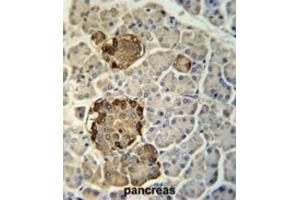 Immunohistochemistry (IHC) image for anti-Regenerating Islet Derived Protein 3 gamma (REG3g) antibody (ABIN3002391) (REG3g 抗体)