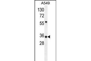 ANKRD58 Antibody (C-term) (ABIN655785 and ABIN2845218) western blot analysis in A549 cell line lysates (35 μg/lane).
