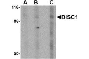 Image no. 1 for anti-Disrupted in Schizophrenia 1 (DISC1) (Middle Region) antibody (ABIN318901) (DISC1 抗体  (Middle Region))