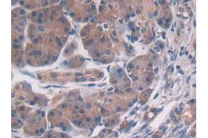 IHC-P analysis of Human Pancreas Tissue, with DAB staining. (PSMD2 抗体  (AA 645-872))