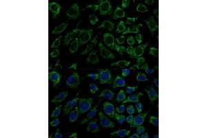Immunofluorescence analysis of L929 cells using IDH3B Polyclonal Antibody (ABIN6128145, ABIN6142149, ABIN6142150 and ABIN6217848) at dilution of 1:100 (40x lens). (IDH3B 抗体  (AA 35-170))