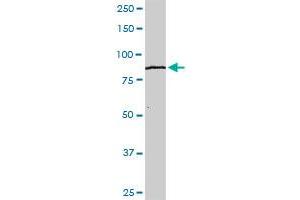 KLHL4 MaxPab rabbit polyclonal antibody. (Kelch-Like 4 抗体  (AA 1-718))