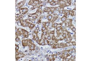 Immunohistochemistry of paraffin-embedded human liver using COX6B1 Rabbit mAb (ABIN7266642) at dilution of 1:100 (40x lens). (COX6B1 抗体)