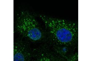 Immunofluorescence - anti-CAV2 Ab - Caveolae Marker at 1/100 dilution in NHl/3T3 cells, cells were fixed With methanol and permeabilized with 0. (Caveolin 2 抗体  (N-Term))