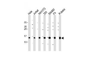 All lanes : Anti-UBE2D2 Antibody (N-term) at 1:2000 dilution Lane 1: Hela whole cell lysate Lane 2: Jurkat whole cell lysate Lane 3: NIH/3T3 whole cell lysate Lane 4: 293 whole cell lysate Lane 5: S whole cell lysate Lane 6: F9 whole cell lysate Lane 7: rat testis lysate Lysates/proteins at 20 μg per lane. (UBE2D2 抗体  (N-Term))