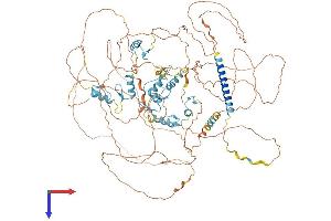 SALL2 Protein (AA 1-1004) (His tag)