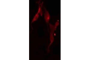 Immunofluorescence (fixed cells) (IF/ICC) image for anti-Polymerase (RNA) III (DNA Directed) Polypeptide D, 44kDa (POLR3D) (Internal Region) antibody (ABIN6258655)