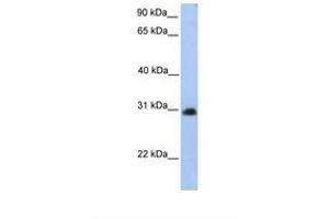 Image no. 1 for anti-Carbohydrate (N-Acetylgalactosamine 4-0) Sulfotransferase 14 (CHST14) (AA 231-280) antibody (ABIN6739235) (CHST14 抗体  (AA 231-280))