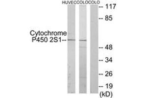 Western Blotting (WB) image for anti-Cytochrome P450, Family 2, Subfamily S, Polypeptide 1 (CYP2S1) (AA 181-230) antibody (ABIN2889949) (CYP2S1 抗体  (AA 181-230))