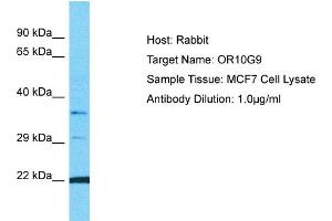 Western Blotting (WB) image for anti-Olfactory Receptor, Family 10, Subfamily G, Member 9 (OR10G9) (C-Term) antibody (ABIN2791812)