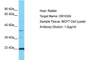 Host: Rabbit Target Name: OR10G9 Sample Type: MCF7 Whole Cell lysates Antibody Dilution: 1. (OR10G9 抗体  (C-Term))