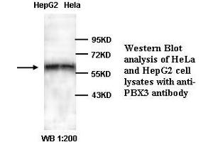Image no. 1 for anti-Pre-B-Cell Leukemia Transcription Factor 3 (PBX3) (C-Term) antibody (ABIN791004) (PBX3 抗体  (C-Term))