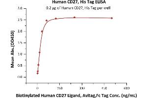 Immobilized Human CD27, His Tag (ABIN5955005,ABIN6253520) at 2 μg/mL (100 μL/well) can bind Biotinylated Human CD27 Ligand, Avitag,Fc Tag (ABIN5674589,ABIN6253685) with a linear range of 2-31 ng/mL (QC tested).