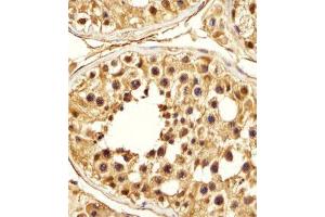 Immunohistochemical staining of formalin-fixed and paraffin-embedded human testis section reacted with PSMA5 monoclonal antibody  at 1:25 dilution.