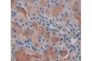 IHC-P analysis of Mouse Tissue, with DAB staining. (LPCAT1 抗体  (AA 301-514))