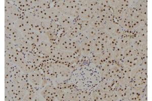 ABIN6278771 at 1/100 staining Rat kidney tissue by IHC-P. (GTF2H4 抗体  (Internal Region))