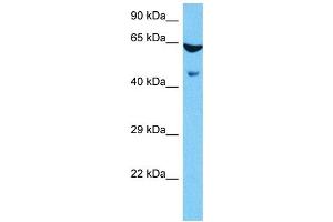 Host:  Mouse  Target Name:  ESRRG  Sample Tissue:  Mouse Brain  Antibody Dilution:  1ug/ml (ESRRG 抗体  (Middle Region))