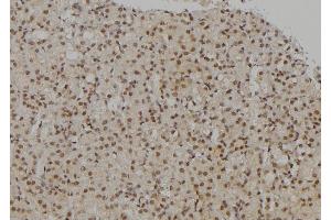 ABIN6277189 at 1/100 staining Rat kidney tissue by IHC-P. (UHRF2 抗体  (Internal Region))