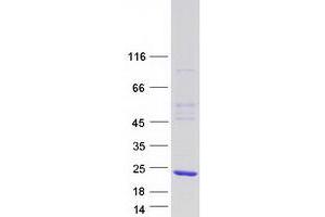 Western Blotting (WB) image for Morf4 Family Associated Protein 1 (MRFAP1) protein (Myc-DYKDDDDK Tag) (ABIN2712325)