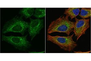 ICC/IF Image PGD antibody [N1N3] detects PGD protein at cytoplasm by immunofluorescent analysis. (PGD 抗体)