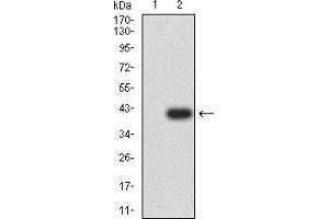 Western blot analysis using P2RY2 mAb against HEK293 (1) and P2RY2 (AA: extra mix)-hIgGFc transfected HEK293 (2) cell lysate. (P2RY2 抗体)