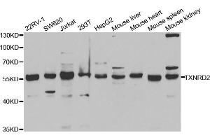 Western Blotting (WB) image for anti-Thioredoxin Reductase 2 (TXNRD2) antibody (ABIN1876678) (TXNRD2 抗体)