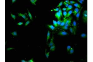 Immunofluorescence staining of Hela cells with ABIN7158247 at 1:66, counter-stained with DAPI. (SERPINB1 抗体  (AA 1-379))