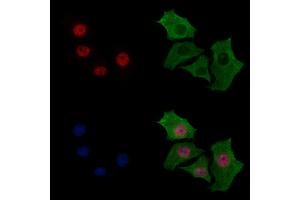 ABIN7094279 and ABIN7098326 staining HepG2 cells by IF/ICC. (HNRNPH3 抗体  (C-Term))