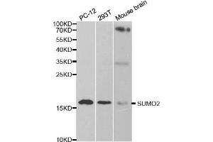 Western blot analysis of extracts of various cell lines, using SUMO2 antibody. (SUMO2 抗体  (AA 1-95))