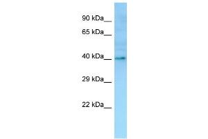 WB Suggested Anti-OR1I1 Antibody Titration: 1. (OR1I1 抗体  (C-Term))