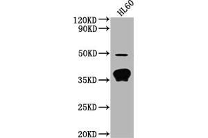 Western Blot Positive WB detected in: HL60 whole cell lysate All lanes: OR10P1 antibody at 1:2000 Secondary Goat polyclonal to rabbit IgG at 1/50000 dilution Predicted band size: 35 kDa Observed band size: 35 kDa (OR1P1 抗体  (AA 260-272))