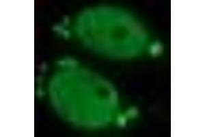 Image no. 2 for anti-Estrogen-Related Receptor gamma (ESRRG) (AA 24-263) antibody (ABIN1491250) (ESRRG 抗体  (AA 24-263))