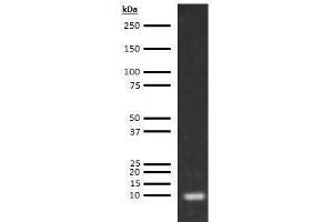 Western Blotting (WB) image for anti-Apolipoprotein C-III (APOC3) antibody (Biotin) (ABIN612995)