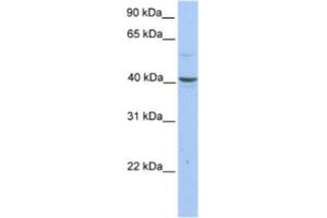 Western Blotting (WB) image for anti-Pellino E3 Ubiquitin Protein Ligase Family Member 3 (PELI3) antibody (ABIN2463636) (Pellino 3 抗体)