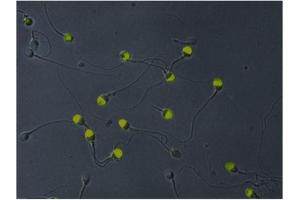 Immunofluorescence (IF) image for anti-Acrosomal Vesicle Protein 1 (ACRV1) antibody (FITC) (ABIN238419) (ACRV1 抗体  (FITC))