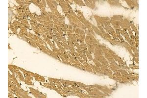 CRYGS Mouse Monoclonal Antibody at 1/100 staining rat heart tissue by IHC-P. (CRYGS 抗体)