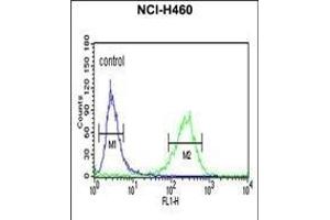 PISD Antibody (Center) (ABIN652776 and ABIN2842511) flow cytometric analysis of NCI- cells (right histogram) compared to a negative control cell (left histogram). (PISD 抗体  (AA 223-250))