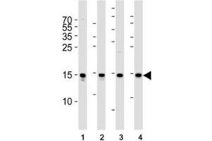 Western blot analysis of lysate from (1) Raji cell line, (2) human spleen, (3) mouse brain and (4) rat brain tissue lysate using FIS1 antibody at 1:1000. (Fission 1 抗体  (N-Term))