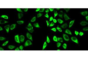 Immunofluorescence analysis of HeLa cells using PRDX6 Polyclonal Antibody (Peroxiredoxin 6 抗体)