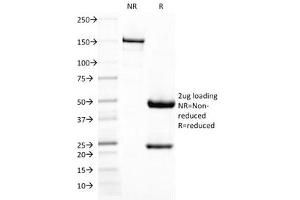 SDS-PAGE Analysis of Purified, BSA-Free DC-SIGN Antibody (clone C209/1781). (DC-SIGN/CD209 抗体)
