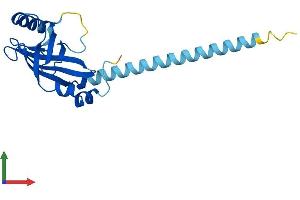 Protein Structure (PS) image for Core-Binding Factor, beta Subunit (CBFB) (AA 1-182) protein (His tag) (ABIN7550641)